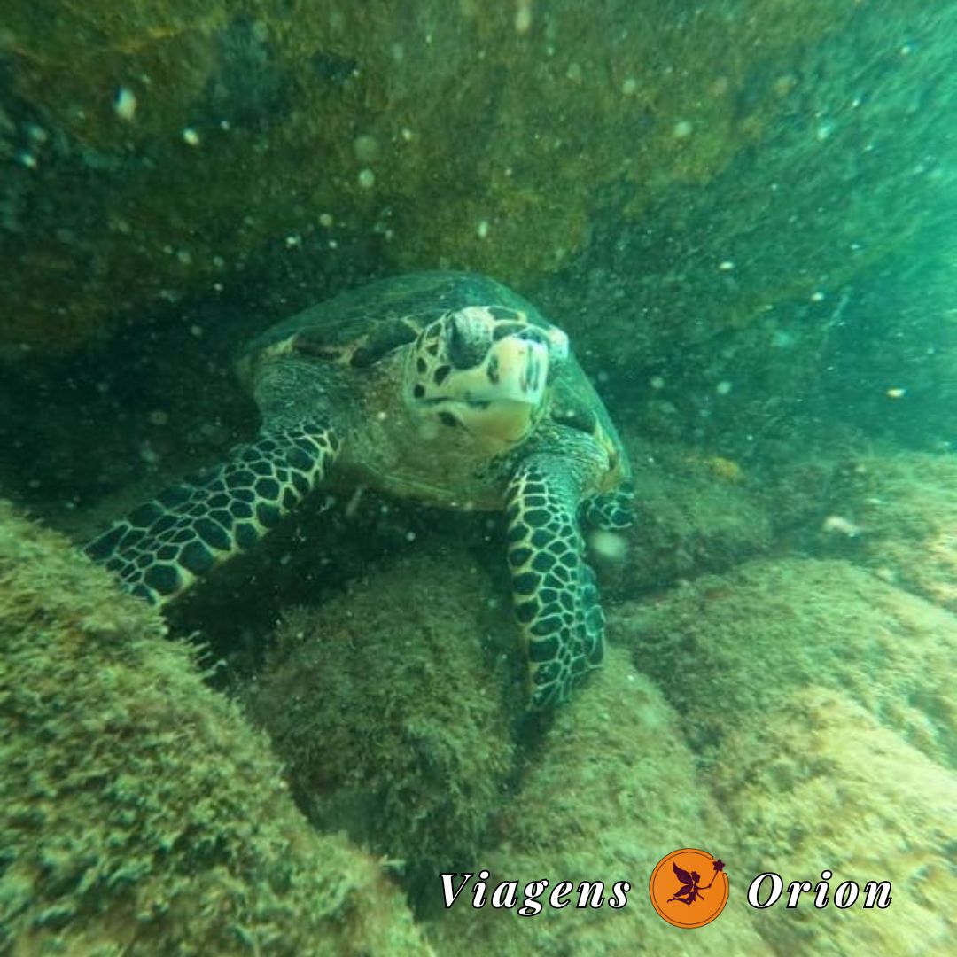 Ilhabela - SP - Day use